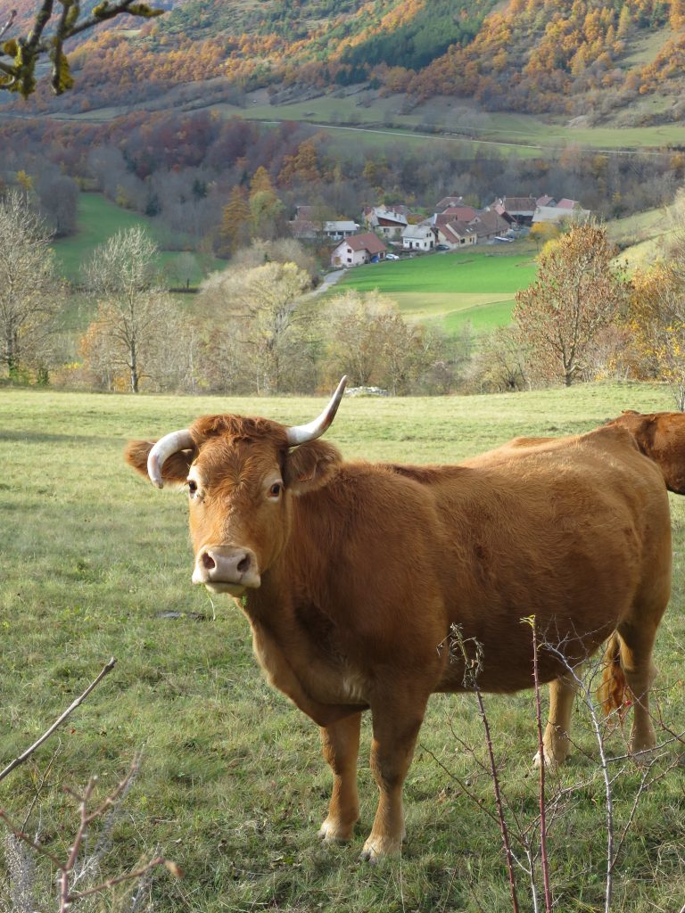 Vache de Brudour